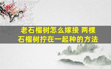 老石榴树怎么嫁接 两棵石榴树拧在一起种的方法